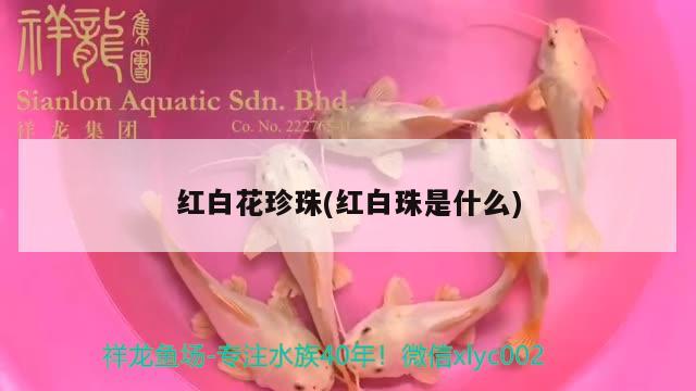 红白花珍珠(红白珠是什么)