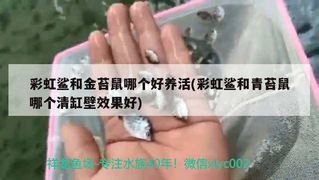 彩虹鲨和金苔鼠哪个好养活(彩虹鲨和青苔鼠哪个清缸壁效果好)