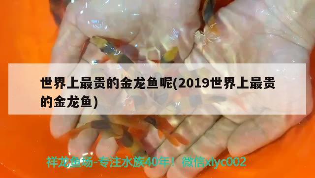 世界上最贵的金龙鱼呢(2019世界上最贵的金龙鱼)