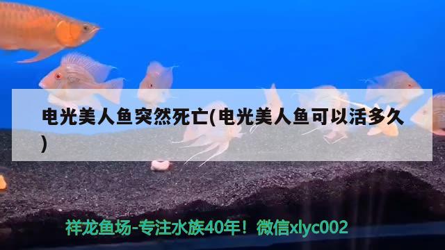 电光美人鱼突然死亡(电光美人鱼可以活多久) 观赏鱼