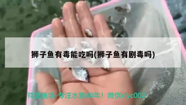 狮子鱼有毒能吃吗(狮子鱼有剧毒吗) 观赏鱼