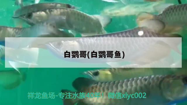 白鹦哥(白鹦哥鱼) 观赏鱼