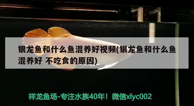 银龙鱼和什么鱼混养好视频(银龙鱼和什么鱼混养好不吃食的原因)