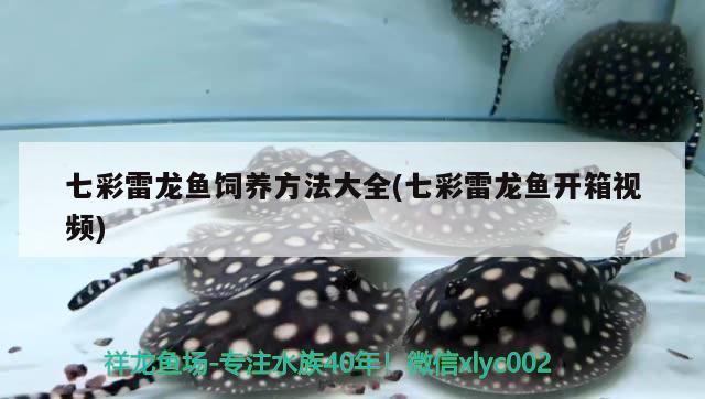 七彩雷龙鱼饲养方法大全(七彩雷龙鱼开箱视频) 水族世界