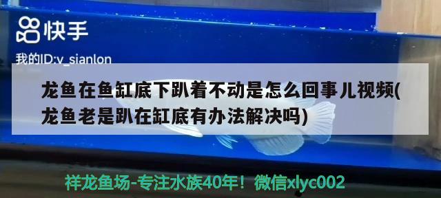 龙鱼在鱼缸底下趴着不动是怎么回事儿视频(龙鱼老是趴在缸底有办法解决吗)