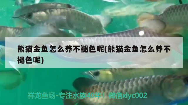 熊猫金鱼怎么养不褪色呢(熊猫金鱼怎么养不褪色呢) 观赏鱼