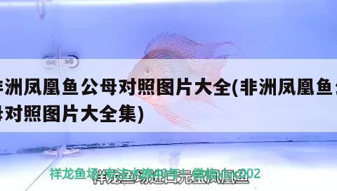 非洲凤凰鱼公母对照图片大全(非洲凤凰鱼公母对照图片大全集)