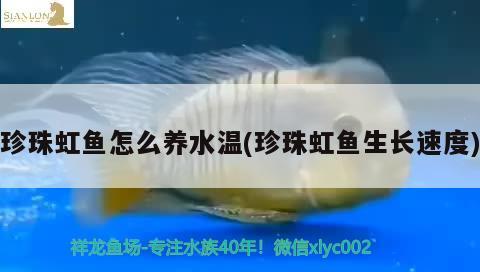 珍珠虹鱼怎么养水温(珍珠虹鱼生长速度)