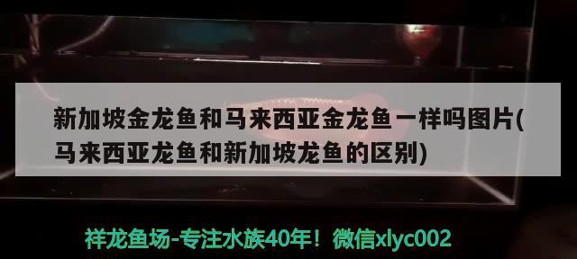 新加坡金龙鱼和马来西亚金龙鱼一样吗图片(马来西亚龙鱼和新加坡龙鱼的区别)