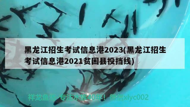 黑龙江招生考试信息港2023(黑龙江招生考试信息港2021贫困县投挡线)