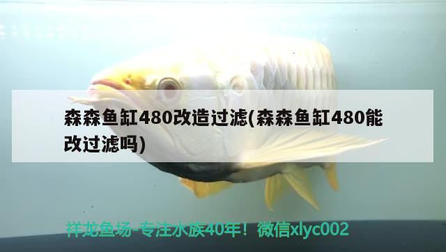 森森鱼缸480改造过滤(森森鱼缸480能改过滤吗)