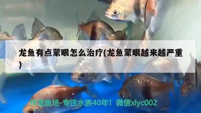 龙鱼有点蒙眼怎么治疗(龙鱼蒙眼越来越严重)