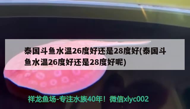 泰国斗鱼水温26度好还是28度好(泰国斗鱼水温26度好还是28度好呢)