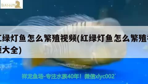 红绿灯鱼怎么繁殖视频(红绿灯鱼怎么繁殖视频大全) 观赏鱼