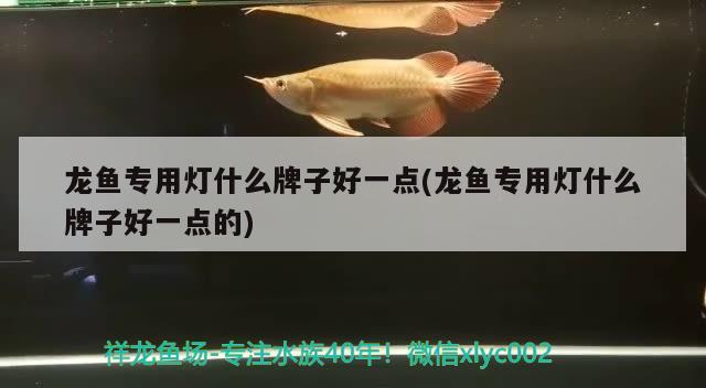 龙鱼专用灯什么牌子好一点(龙鱼专用灯什么牌子好一点的)