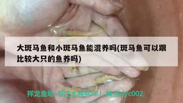 大斑马鱼和小斑马鱼能混养吗(斑马鱼可以跟比较大只的鱼养吗)