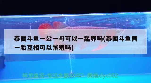 泰国斗鱼一公一母可以一起养吗(泰国斗鱼同一胎互相可以繁殖吗) 泰国斗鱼