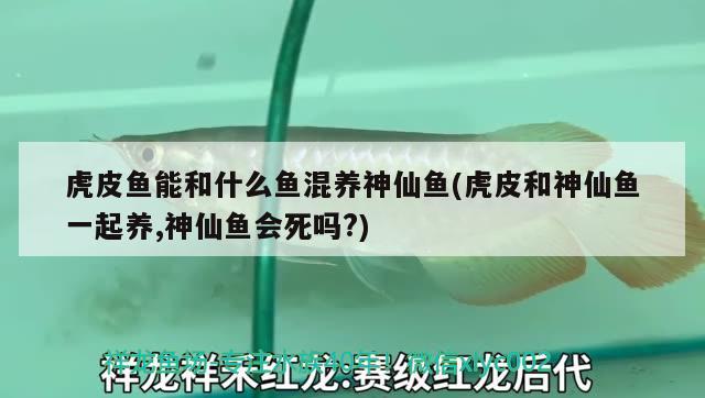 虎皮鱼能和什么鱼混养神仙鱼(虎皮和神仙鱼一起养,神仙鱼会死吗?)