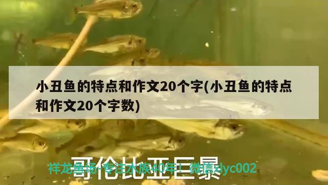 小丑鱼的特点和作文20个字(小丑鱼的特点和作文20个字数)