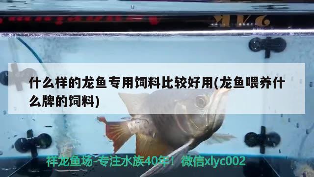 什么样的龙鱼专用饲料比较好用(龙鱼喂养什么牌的饲料) 纯血皇冠黑白魟鱼