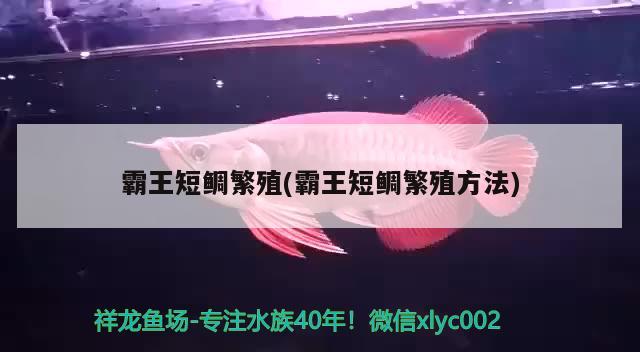 霸王短鲷繁殖(霸王短鲷繁殖方法) 观赏鱼