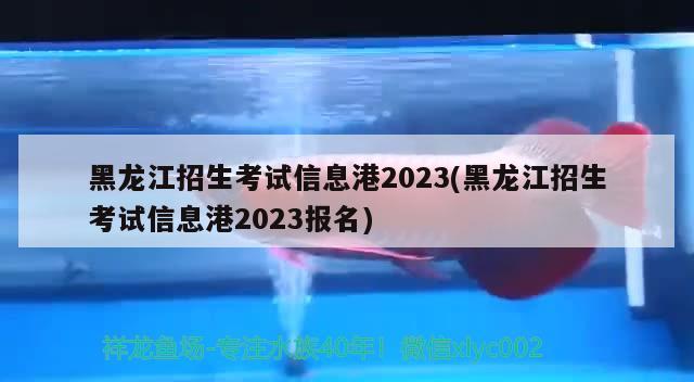 黑龙江招生考试信息港2023(黑龙江招生考试信息港2023报名)