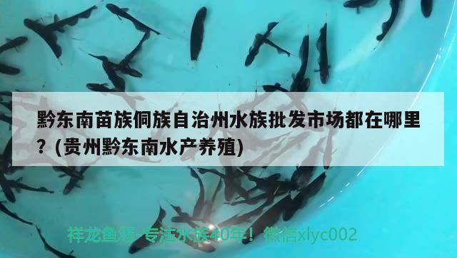 黔东南苗族侗族自治州水族批发市场都在哪里？(贵州黔东南水产养殖) 观赏鱼水族批发市场