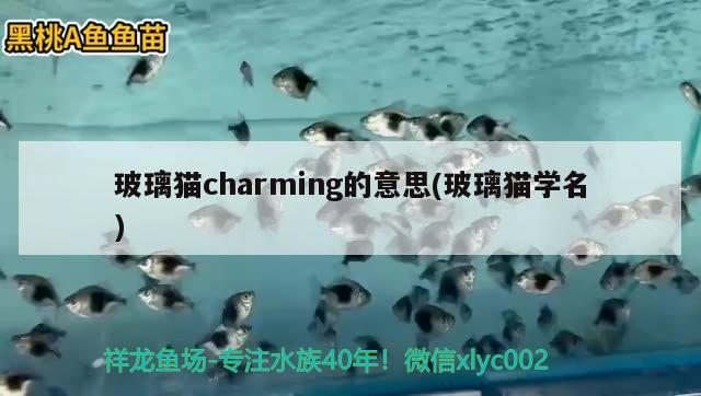 玻璃猫charming的意思(玻璃猫学名) 观赏鱼