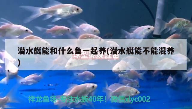 潜水艇能和什么鱼一起养(潜水艇能不能混养) 潜水艇鱼