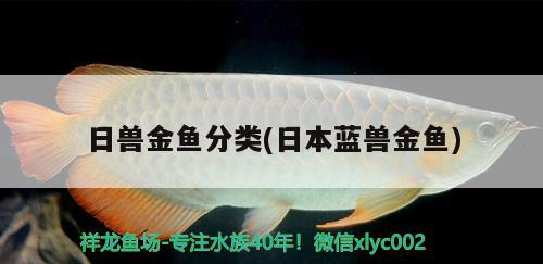 日兽金鱼分类(日本蓝兽金鱼) 观赏鱼