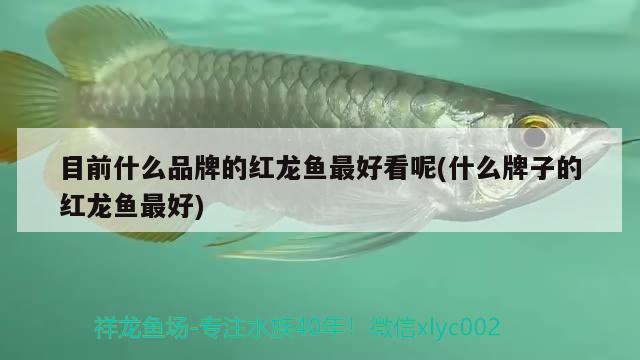 目前什么品牌的红龙鱼最好看呢(什么牌子的红龙鱼最好) 广州祥龙国际水族贸易