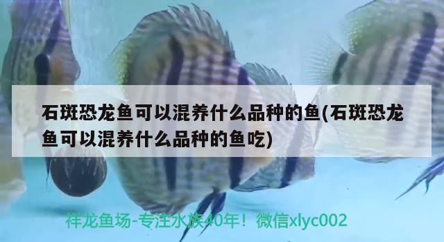 石斑恐龙鱼可以混养什么品种的鱼(石斑恐龙鱼可以混养什么品种的鱼吃)