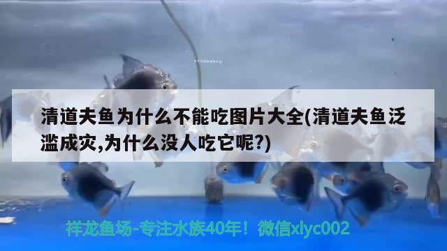 清道夫鱼为什么不能吃图片大全(清道夫鱼泛滥成灾,为什么没人吃它呢?) 观赏鱼