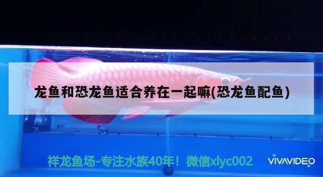 龙鱼和恐龙鱼适合养在一起嘛(恐龙鱼配鱼) 广州水族器材滤材批发市场