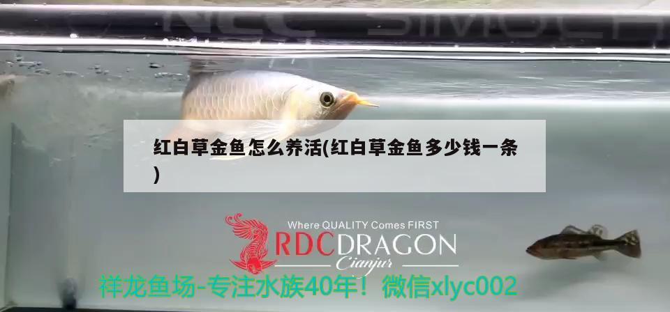 红白草金鱼怎么养活(红白草金鱼多少钱一条) 观赏鱼
