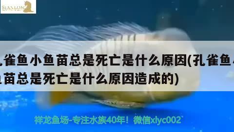 孔雀鱼小鱼苗总是死亡是什么原因(孔雀鱼小鱼苗总是死亡是什么原因造成的)