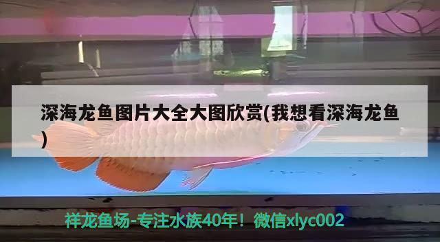 深海龙鱼图片大全大图欣赏(我想看深海龙鱼)