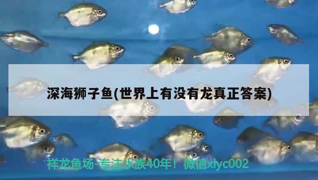 深海狮子鱼(世界上有没有龙真正答案)