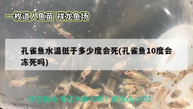 孔雀鱼水温低于多少度会死(孔雀鱼10度会冻死吗)