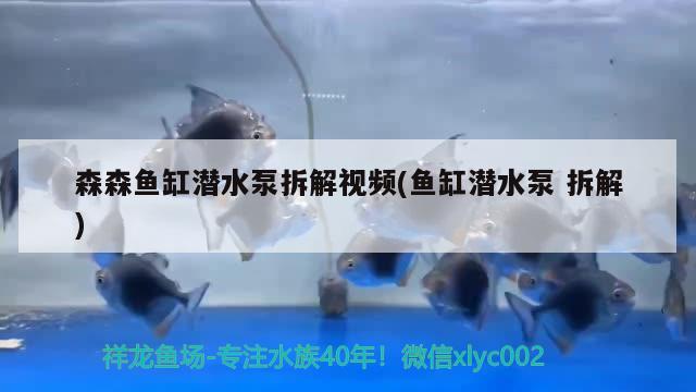 森森鱼缸潜水泵拆解视频(鱼缸潜水泵拆解) 黄金斑马鱼