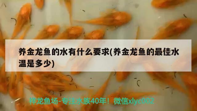 养金龙鱼的水有什么要求(养金龙鱼的最佳水温是多少)