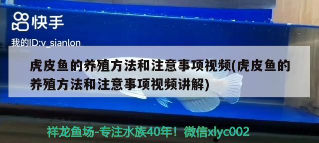 虎皮鱼的养殖方法和注意事项视频(虎皮鱼的养殖方法和注意事项视频讲解) 观赏鱼