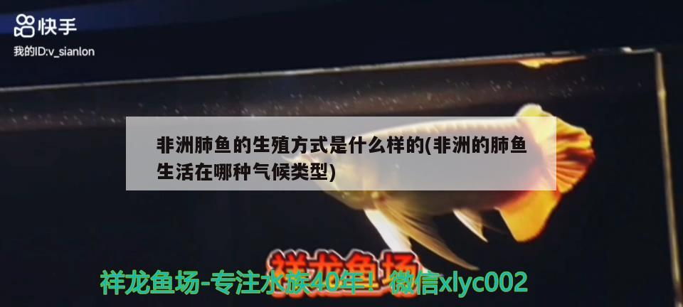 非洲肺鱼的生殖方式是什么样的(非洲的肺鱼生活在哪种气候类型)