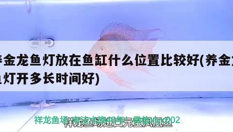 养金龙鱼灯放在鱼缸什么位置比较好(养金龙鱼灯开多长时间好) 巨骨舌鱼