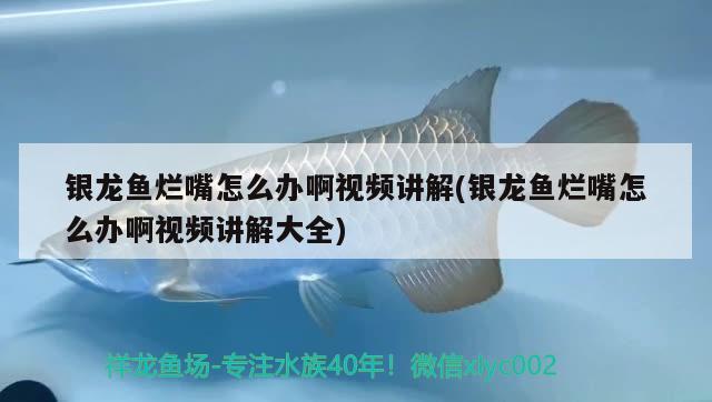 银龙鱼烂嘴怎么办啊视频讲解(银龙鱼烂嘴怎么办啊视频讲解大全)