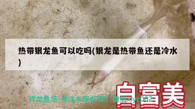 热带银龙鱼可以吃吗(银龙是热带鱼还是冷水)