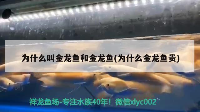 为什么叫金龙鱼和金龙鱼(为什么金龙鱼贵) 黑水素