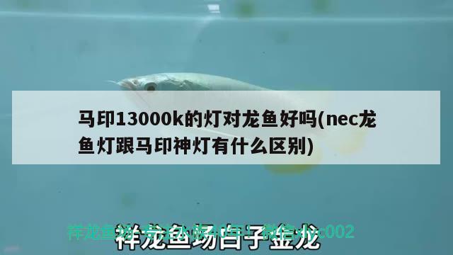 马印13000k的灯对龙鱼好吗(nec龙鱼灯跟马印神灯有什么区别)