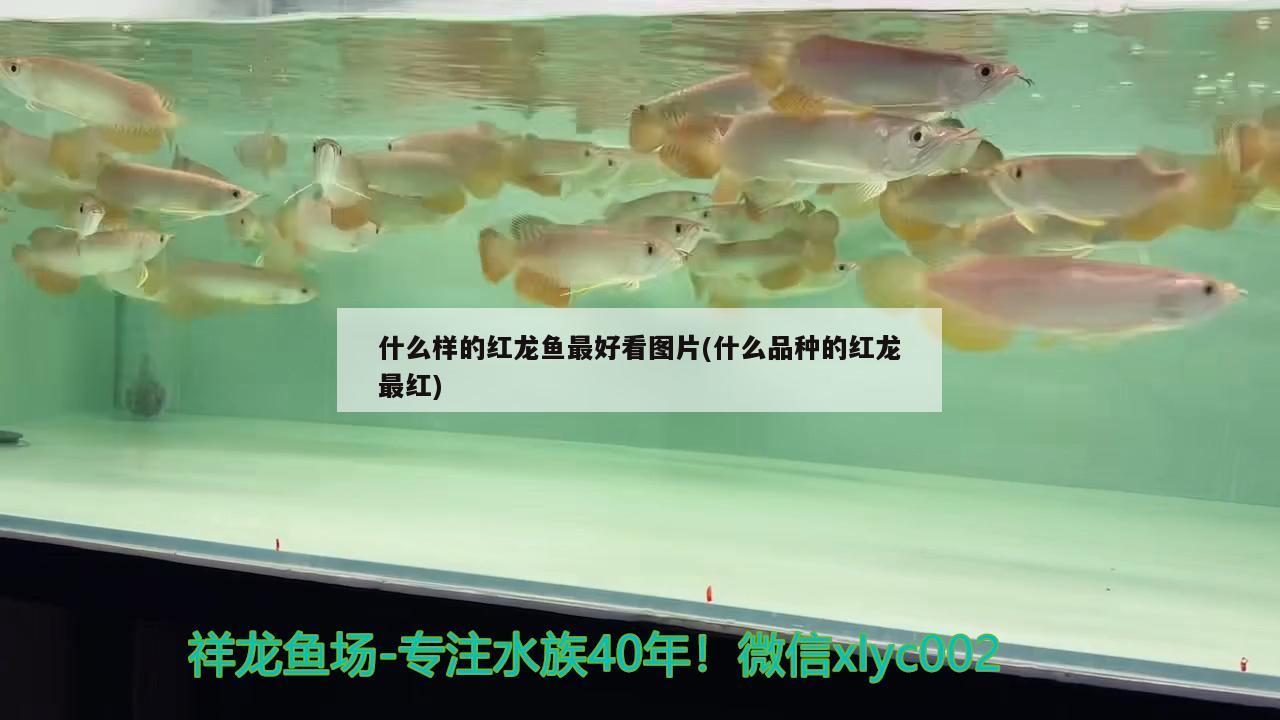 什么样的红龙鱼最好看图片(什么品种的红龙最红)