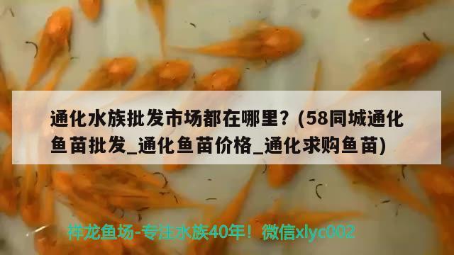 通化水族批发市场都在哪里？(58同城通化鱼苗批发_通化鱼苗价格_通化求购鱼苗)